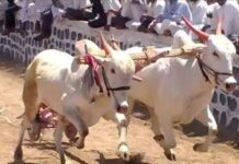 विनापरवाना बैलांची तस्करी करणाऱ्या तिघांना अटक..