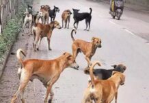 खोपोली शहरात भटक्या कुत्र्यांचा हैदोस..
