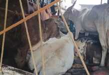 कर्जत येथे गुरे चोरून नेणारे दोघे अटकेत, टेम्पो जप्त